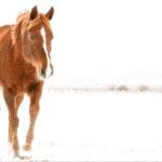 horse in winter field, taken by Anett Mindermann
