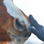 horse in winter