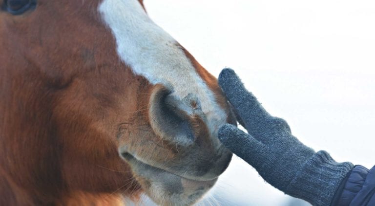 horse in winter