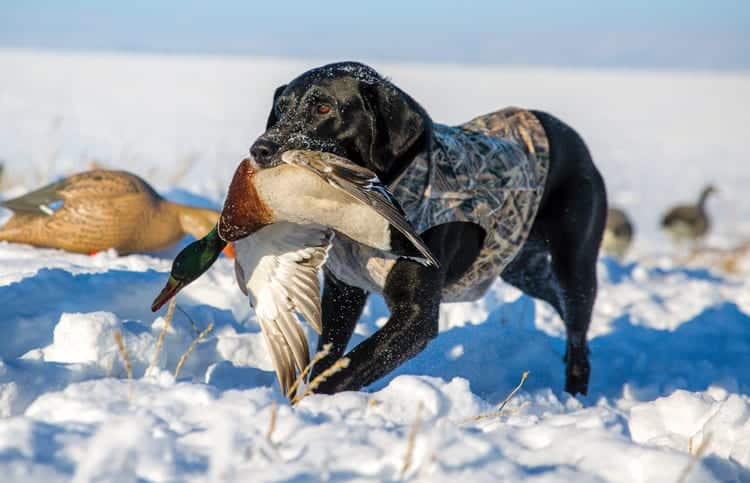 Chris Douglas - lab carrying duck in snow