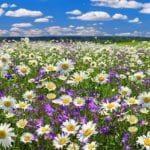 when to sell your land: spring wildflowers