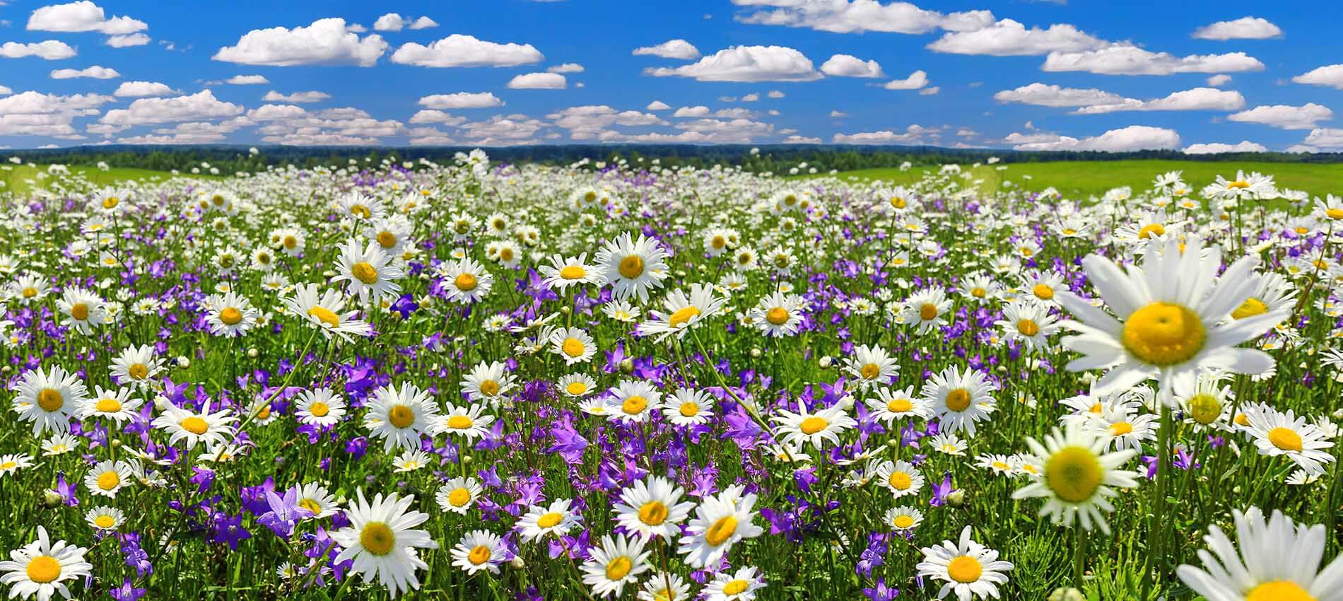 when to sell your land: spring wildflowers