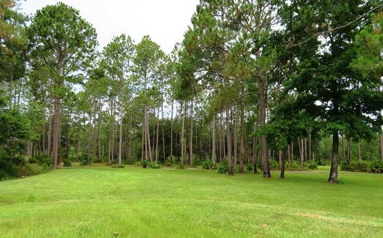 Seaboard Timberlands sale, Southern Forestry Realty