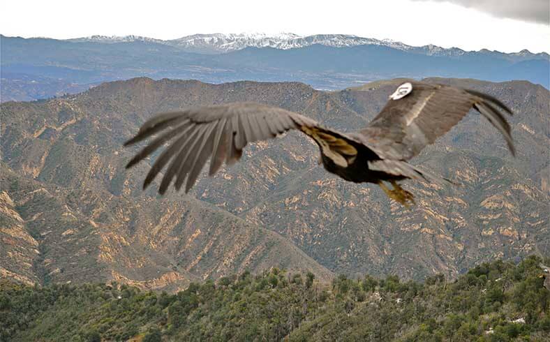 California condor in flight at Hopper Mountain National Wildlife Refuge