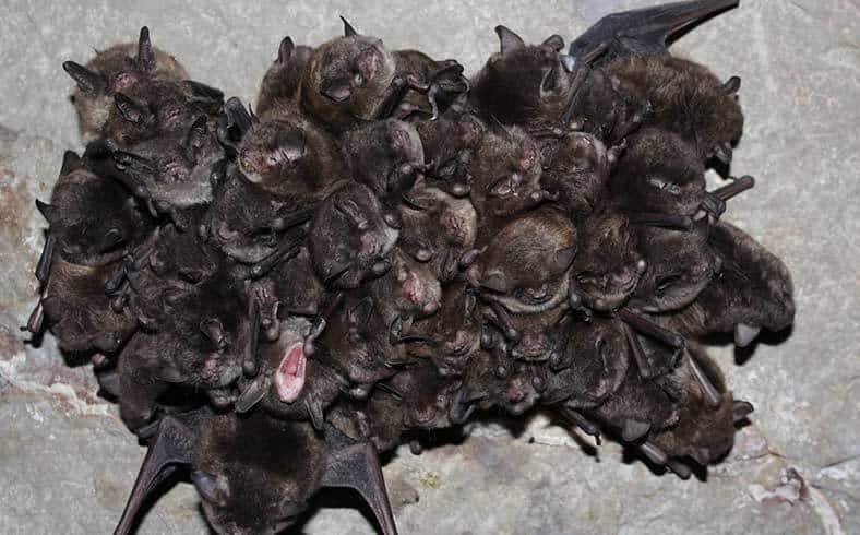 Endangered Indiana bats in Wyandotte Cave, Indiana