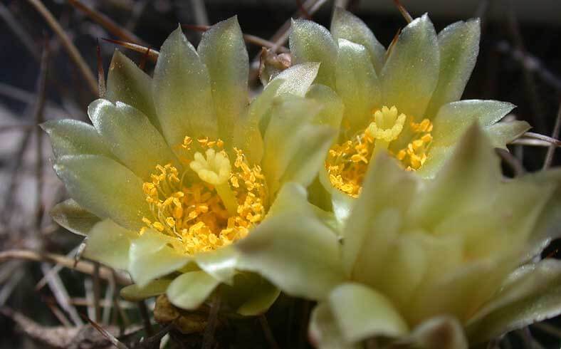 Tobusch fishhook cactus flowers