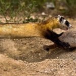 Black-footed ferret learning to hunt prairie dogs