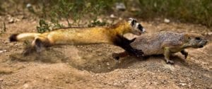 Black-footed ferret learning to hunt prairie dogs