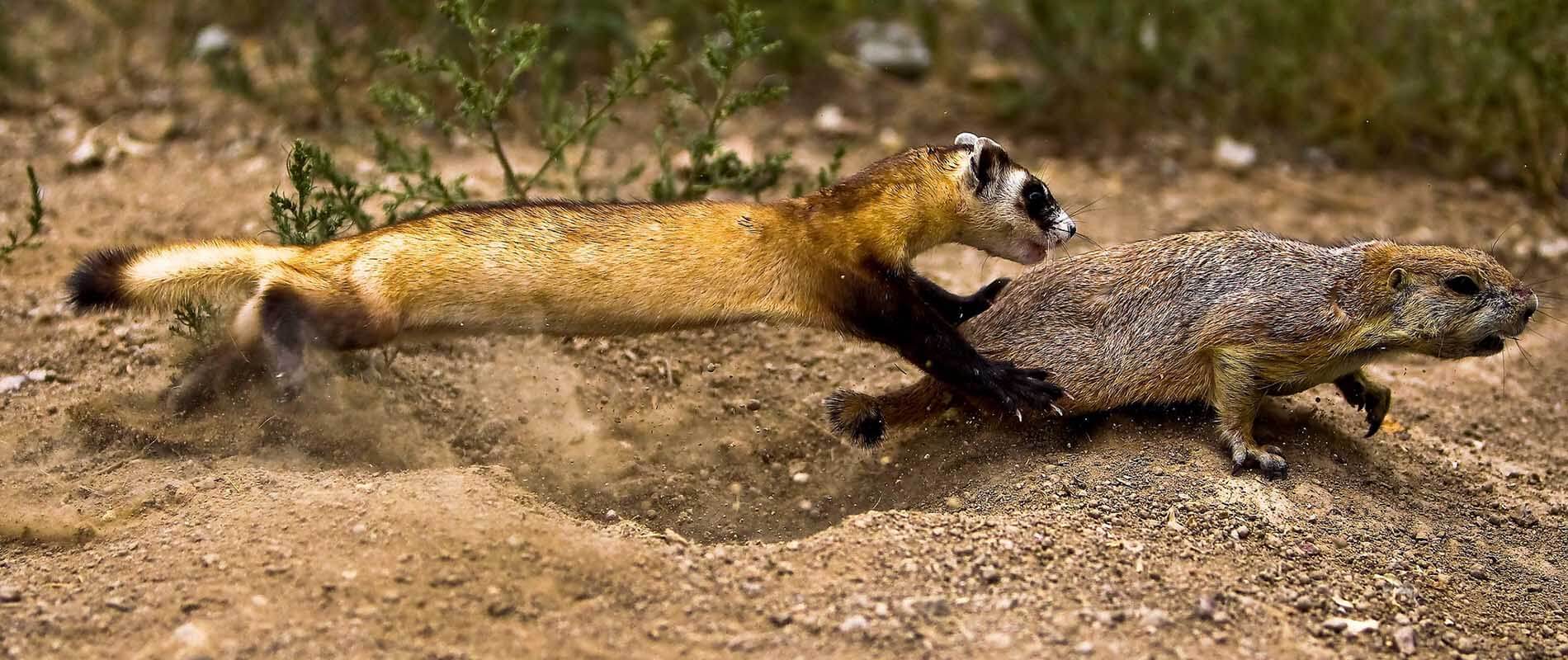 Black-footed ferret learning to hunt prairie dogs