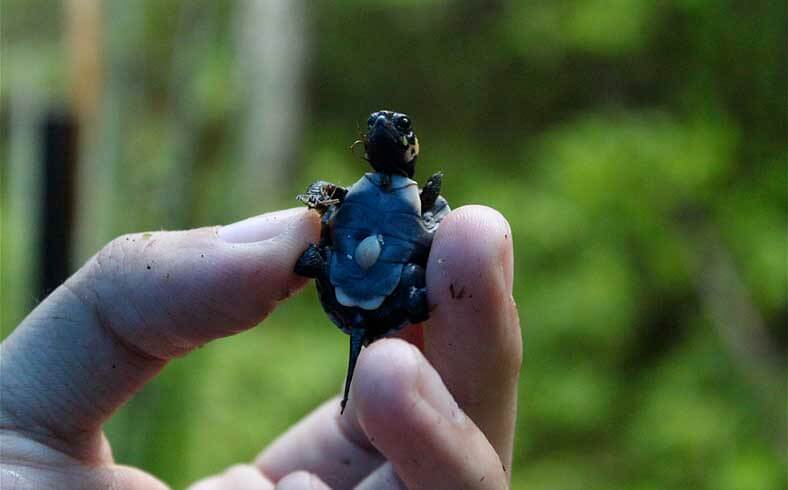 Newly hatched bog turtle in northern New Jersey