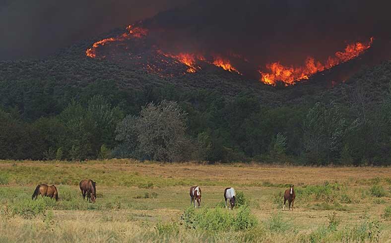 Horses grazing peacefully in a pasture in Riverside, Washington, during the 2015 Okanogan Complex wildfire