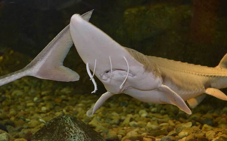 image of sub-adult pallid sturgeon, a fish species on the USFWS Endangered Species List