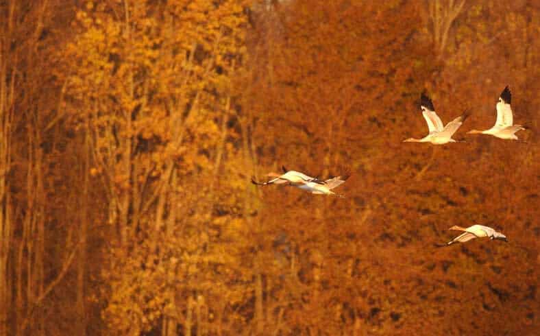 Whooping cranes in flight