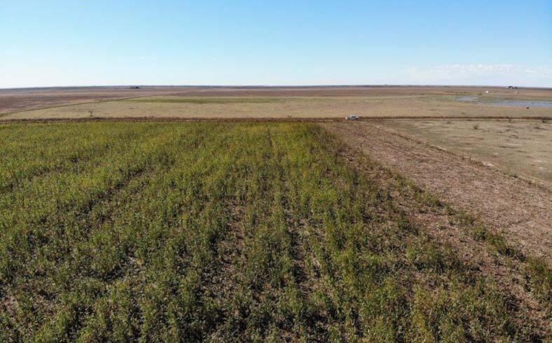 image of farmland for sale in West Texas