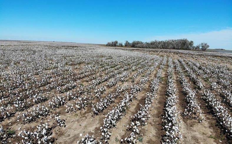 image of farmland for sale in West Texas