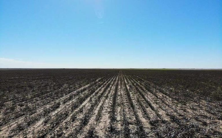 image of farmland for sale in West Texas