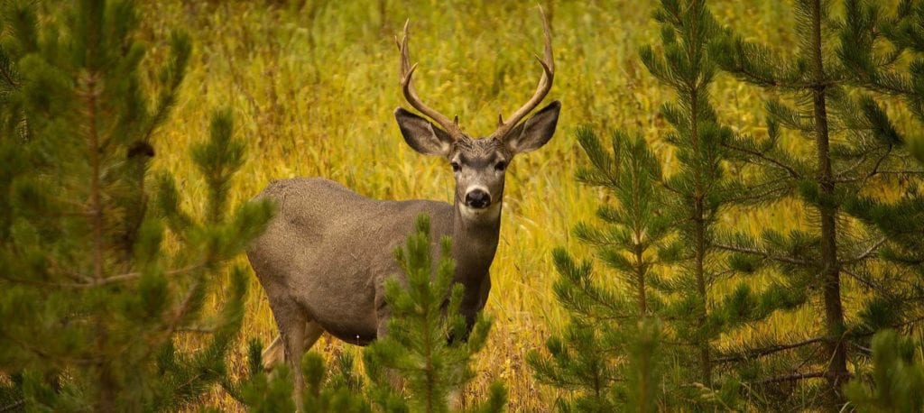 image of mule deer