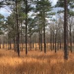 Timberland tract for sale in Bullock County, Alabama