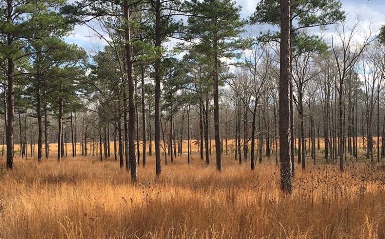 Timberland tract for sale in Bullock County, Alabama