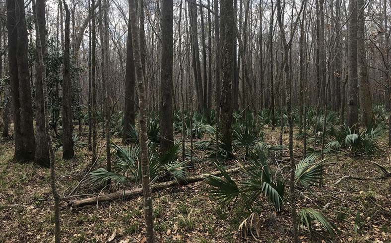 Timberland tract for sale in Bullock County, Alabama