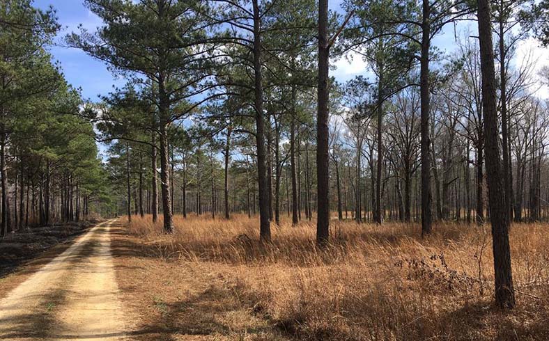 Timberland tract for sale in Bullock County, Alabama