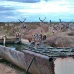 Mule deer at trough