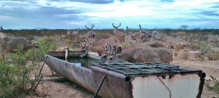 Mule deer at trough