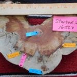 View of culturally modified tree cross-section