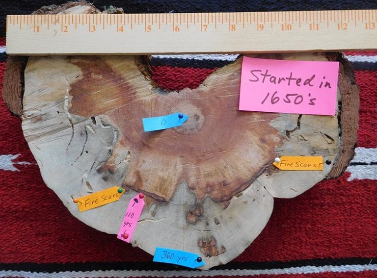 View of culturally modified tree cross-section