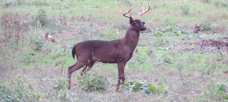 image of deer in field