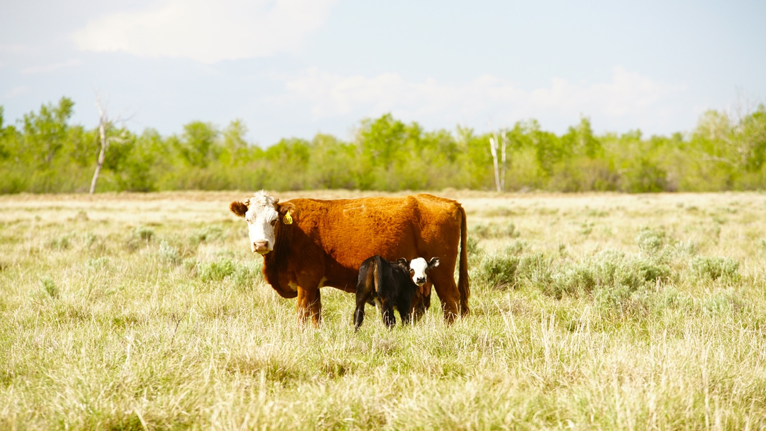 On the Cover Cimarron Valley Ranch