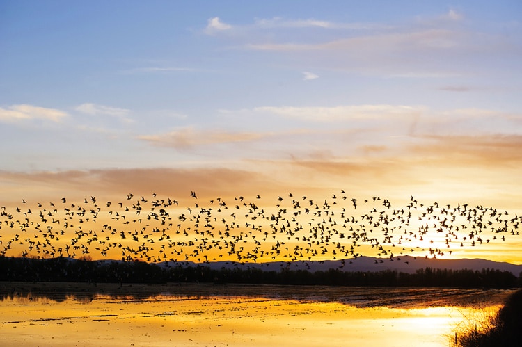 cranes flying over water