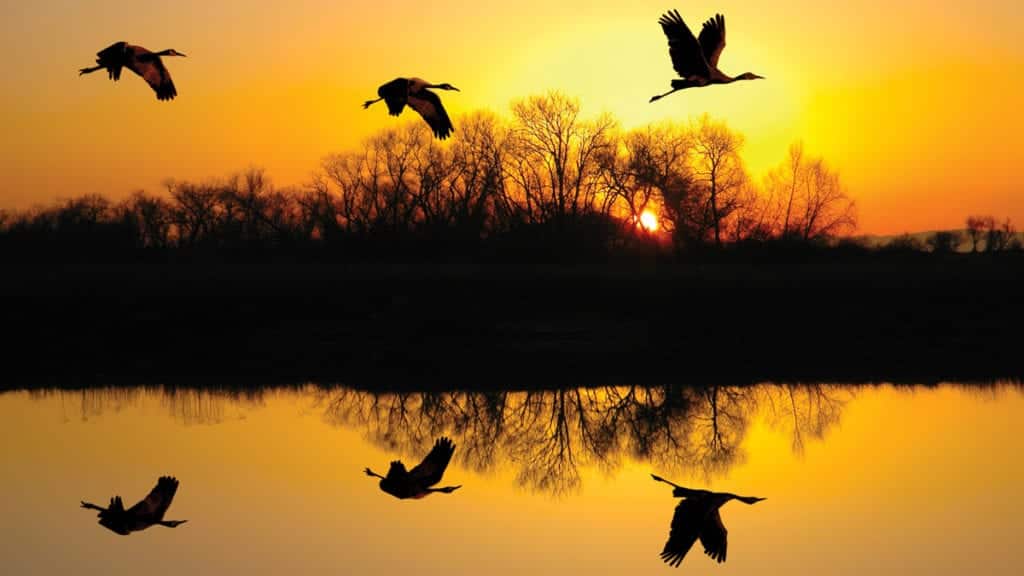 cranes flying over water