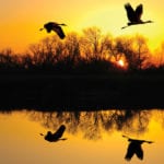 cranes flying over water
