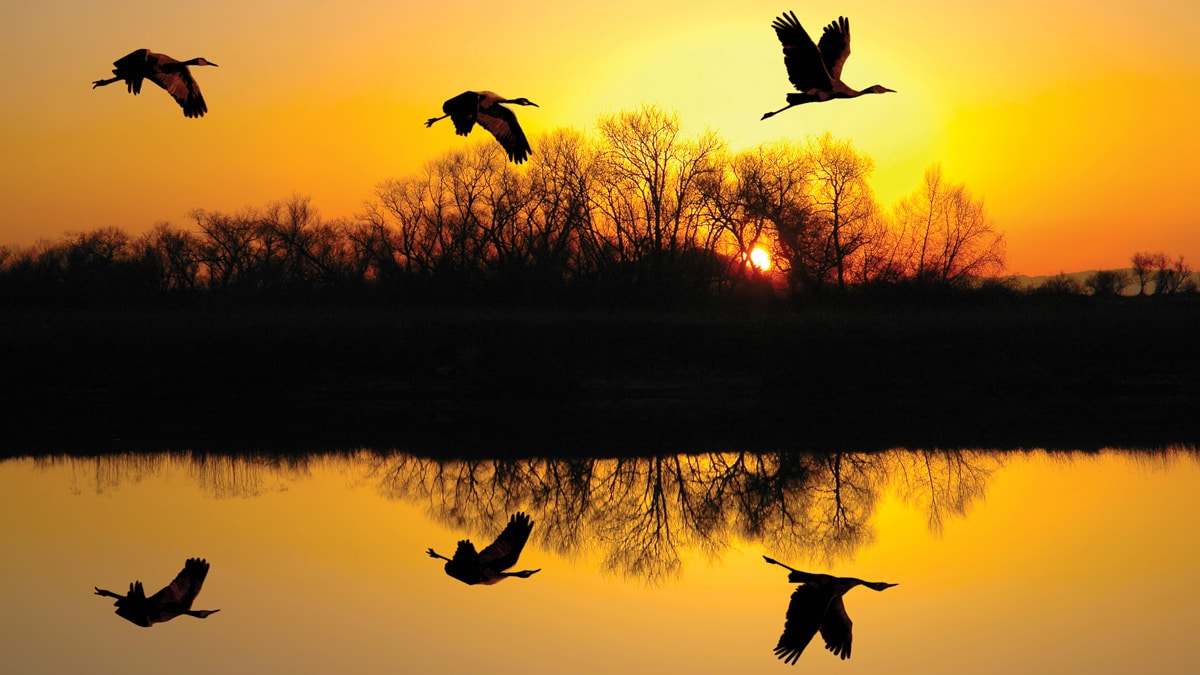 cranes flying over water