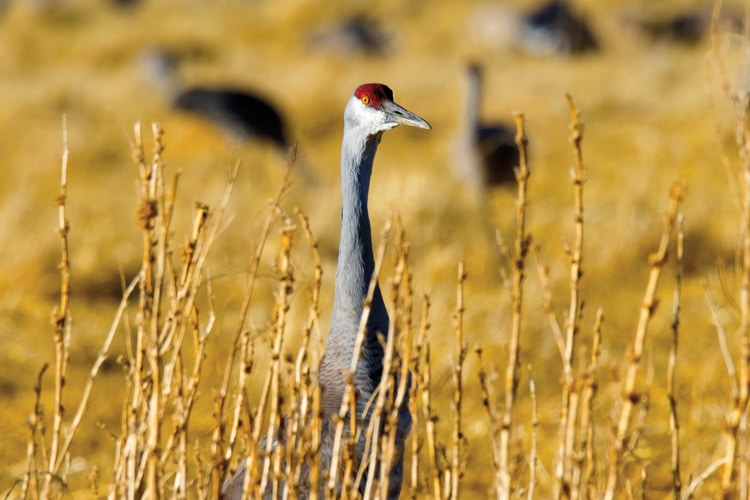 crane in a wetland