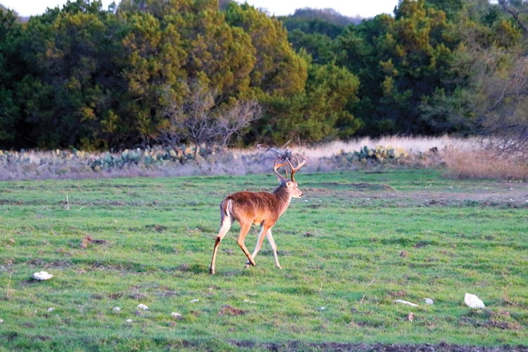 Rocosa Ridge Ranch