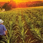 Man standing in crop field at sunrise/sunset