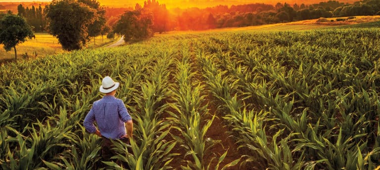 Man standing in crop field at sunrise/sunset