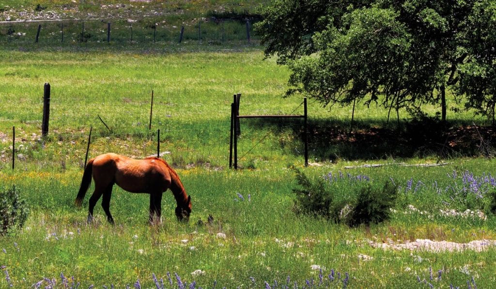 Reward Ranch