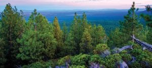 Bull Springs Skyline Forest