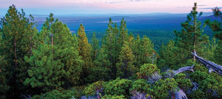 Bull Springs Skyline Forest