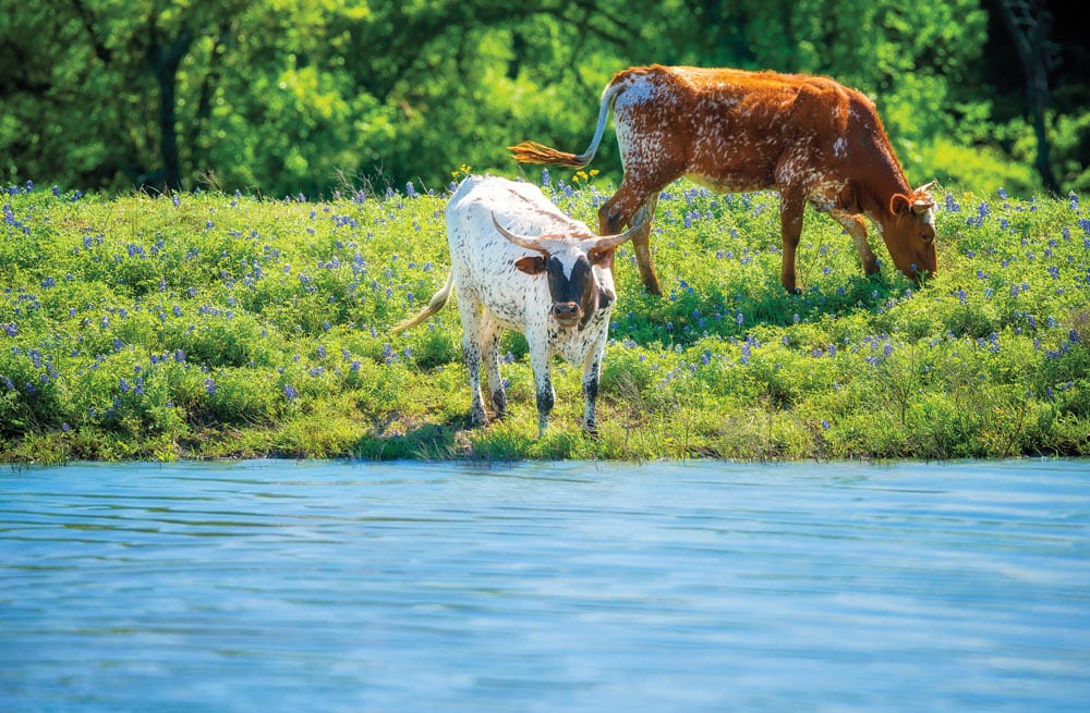 Longhorns grazing next to pond