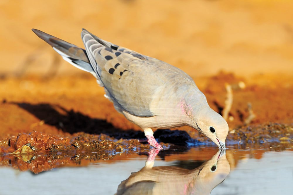 Dove drinking from pond