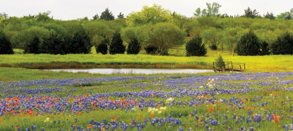 Stock pond surrounded by bluebonnets and Indian paintbrushes