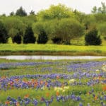 Stock pond surrounded by bluebonnets and Indian paintbrushes
