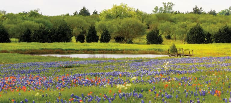 Stock pond surrounded by bluebonnets and Indian paintbrushes