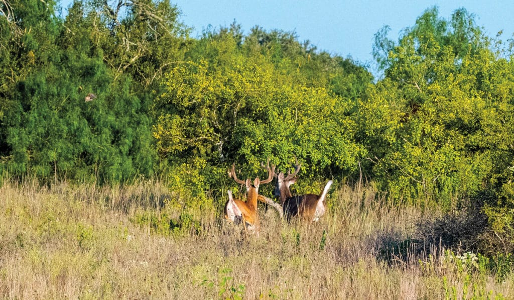 Palomas Ranch