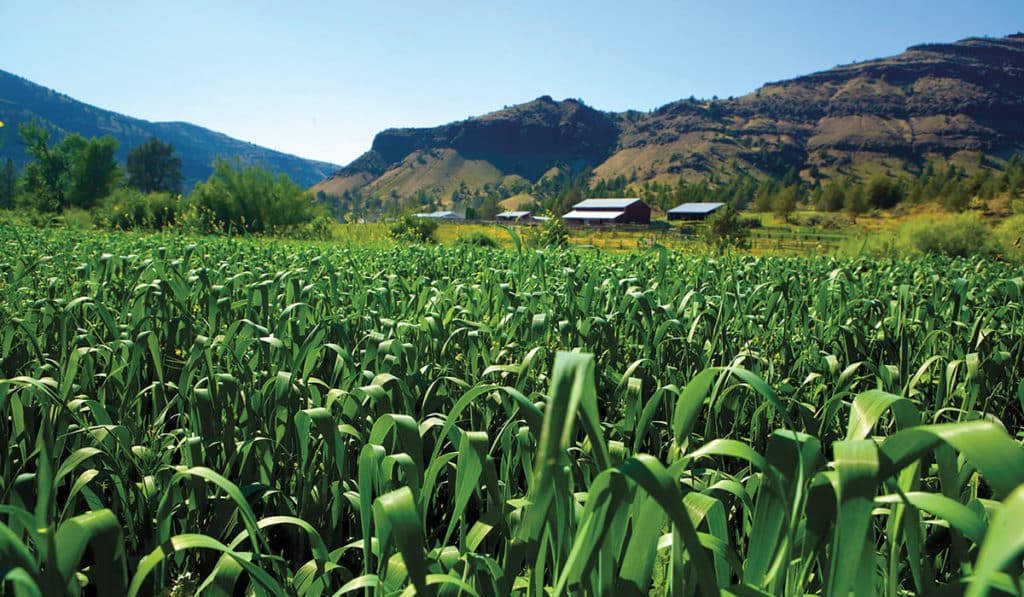 Rudio Creek Ranch