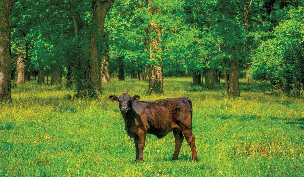 Featured Listing San Bernard River Ranch